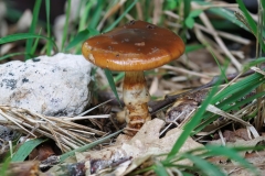 Cortinarius trivialis