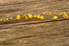 Dacrymyces deliquescens