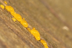 Dacrymyces deliquescens