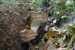 Ganoderma applanatum