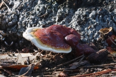 Ganoderma lucidum