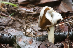 Helvella levis