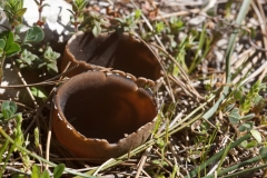 Dissingia leucomelaena