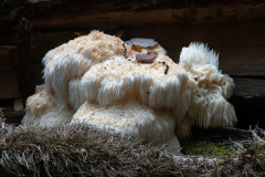 Hericium sp