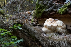 Hericium sp