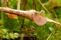 Hymenoscyphus sp