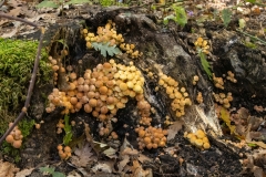 Hypholoma fasciculare