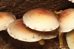 Hypholoma fasciculare