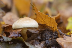 Hypholoma fasciculare