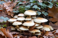 Hypholoma sp