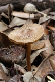 Inocybe asterospora