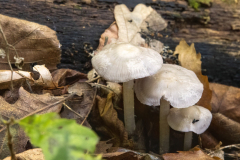 Inocybe sp