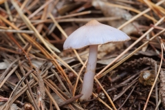 Inocybe geophylla
