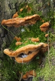 Inonotus sp