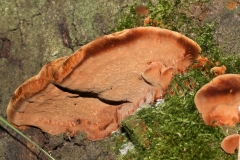Inonotus sp