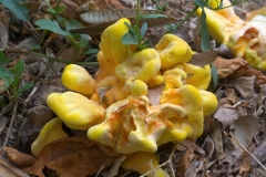 Laetiporus sulphureus