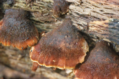 Lentinellus ursinus