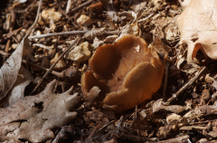Dissingia leucomelaena
