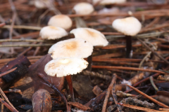 Marasmius sp