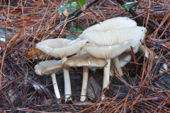 Megacollybia platyphylla