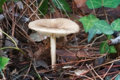Megacollybia platyphylla