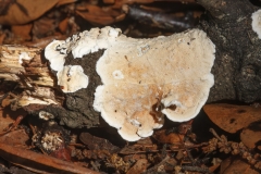 Byssomerulius corium