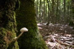 Oudemansiella mucida