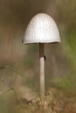 Panaeolus antillarum
