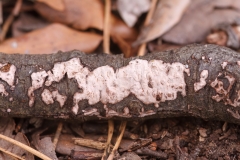 Peniophora quercina