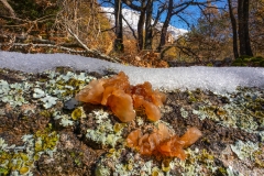 Phaeotremella sp