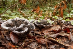 Phellodon niger