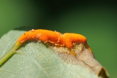 Phragmidium sp