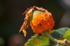 Phragmidium sp