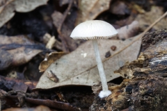 Pluteus depauperatus