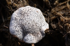 Poronia punctata