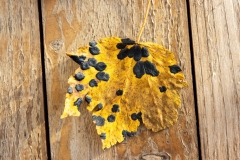 Rhytisma acerinum