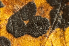 Rhytisma acerinum