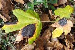 Rhytisma acerinum