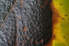 Rhytisma acerinum