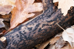 Rosellinia sp