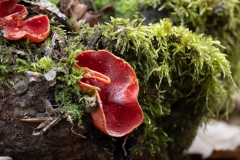 Sarcoscypha coccinea