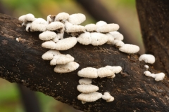 Schizophyllum commune