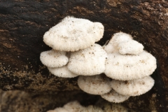 Schizophyllum commune