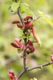 Taphrina pruni