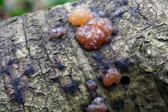 Naematelia encephala