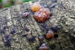 Naematelia encephala
