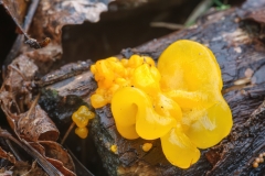 Tremella mesenterica
