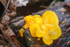Tremella mesenterica