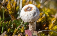 Tulostoma brumale