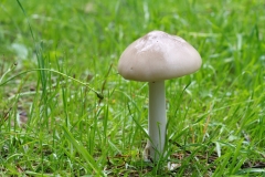 Volvarisella sp.eciosa